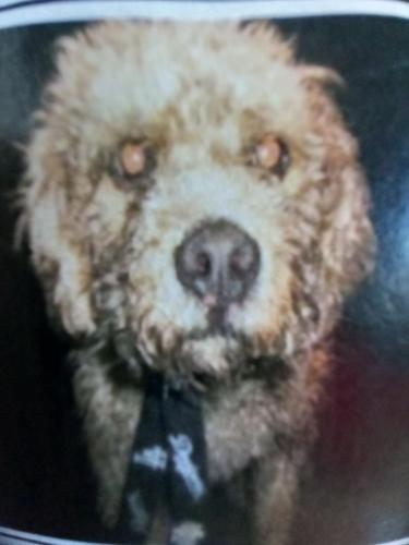 Lost Male Dog last seen Orange and Harding , Long Beach, CA 90805