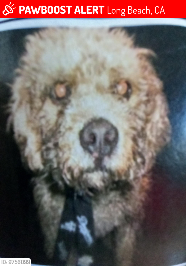 Lost Male Dog last seen Orange and Harding , Long Beach, CA 90805