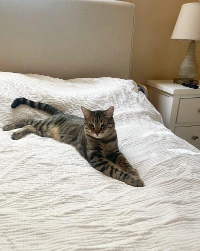 Lost Male Cat last seen River and Sabino canyon , Catalina Foothills, AZ 85750