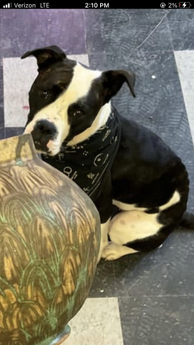 Lost Female Dog last seen I71 exit 240 - 150th st exit, Cleveland, OH 44135