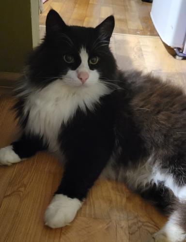Lost Male Cat last seen Clover Ave, Bloomsburg, PA 17815
