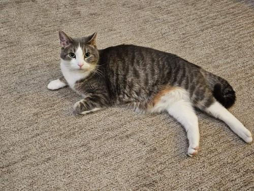 Lost Male Cat last seen Bloomington Ferry and 96th St, Bloomington, MN 55438