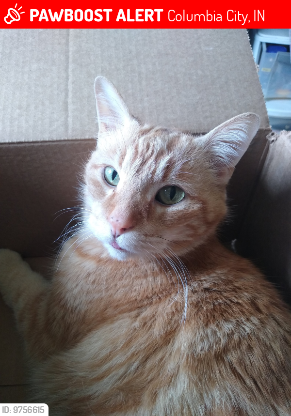 Lost Male Cat last seen Crescent Ave, Columbia City IN, 46725, Columbia City, IN 46725