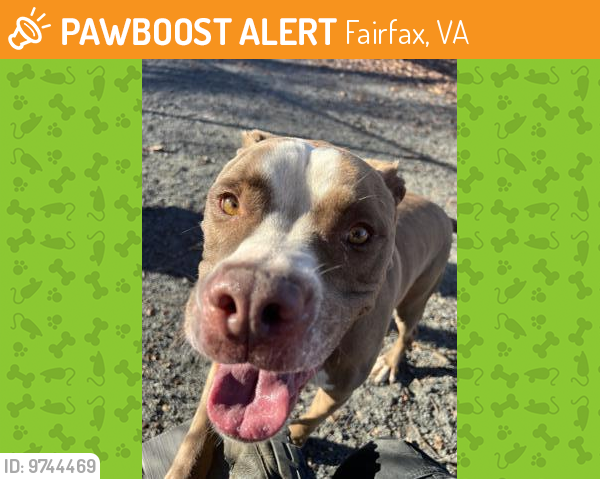 Shelter Stray Male Dog last seen Lorton, VA 22079, Fairfax, VA 22032