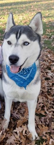 Lost Male Dog last seen Candlewood Road& Brentwood Road, Brentwood, NY 11717