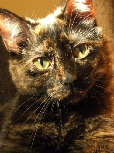 Lost Female Cat last seen Oak Street in Medina, OH, Medina, OH 44256