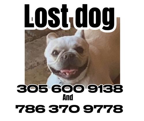 Lost Female Dog last seen Near Street and 87 Court , Hialeah, FL 33015