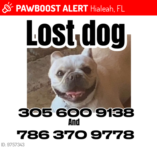 Lost Female Dog last seen Near Street and 87 Court , Hialeah, FL 33015