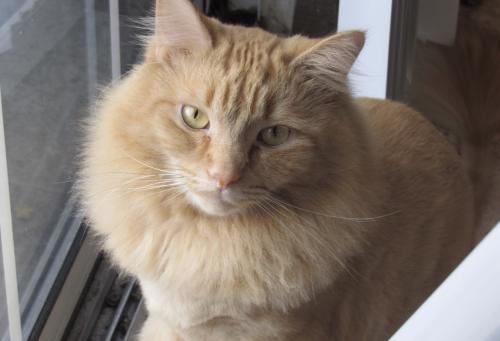 Lost Male Cat last seen Orchard Road and Edgemoor Ave, Solon, OH 44139