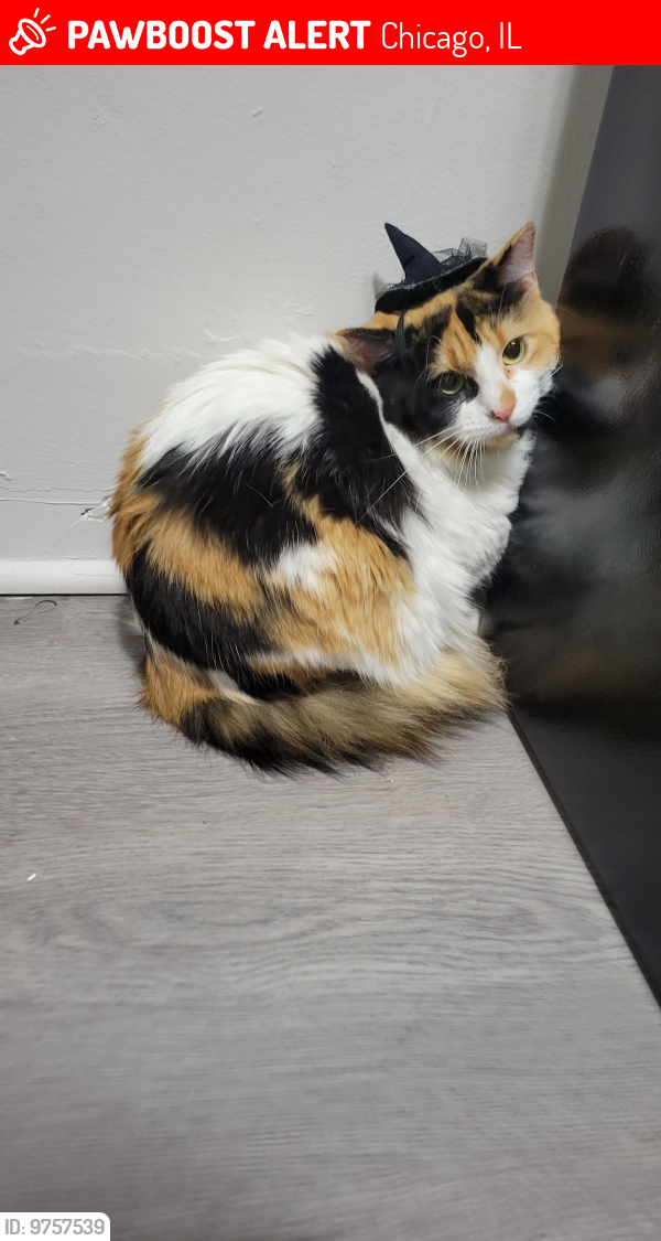 Lost Female Cat last seen Milwaukee and montrose, Chicago, IL 60630