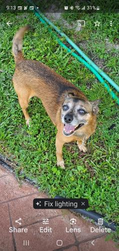 Lost Female Dog last seen Norland middle school, Miami Gardens, FL 33169