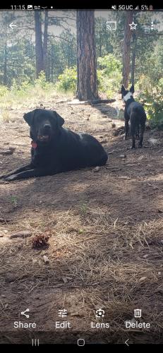 Lost Female Dog last seen Cottonwood , Bosque Farms, NM 87068