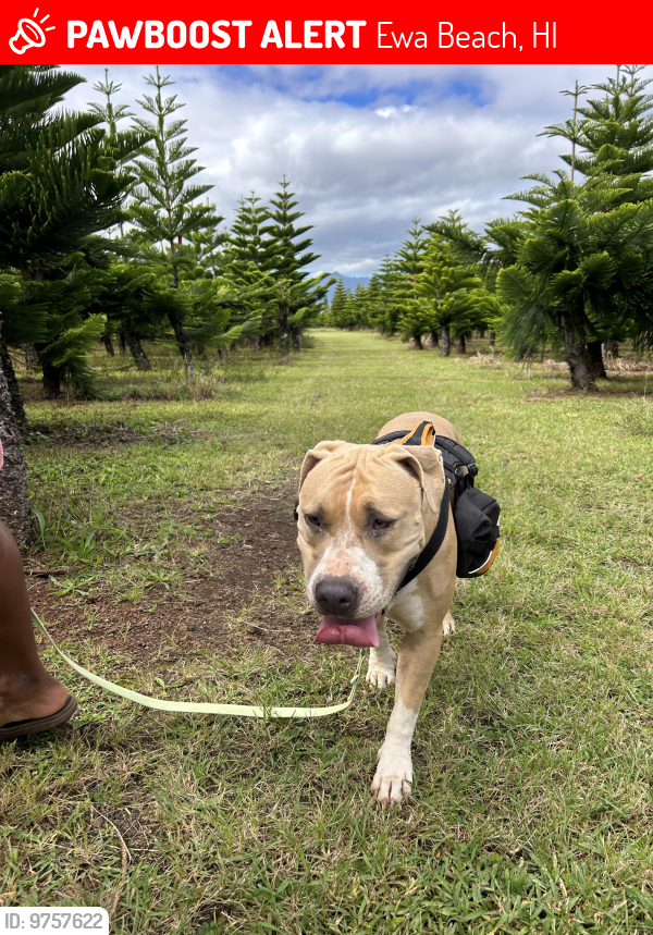 Ewa Beach, HI Lost Female Dog, Autty Is Missing PawBoost