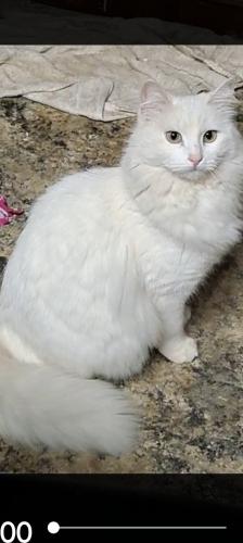 Lost Female Cat last seen Marquette and utah, Albuquerque, NM 87108