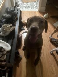 Reunited Male Dog last seen Baynton and Pastorius, Philadelphia, PA 19144