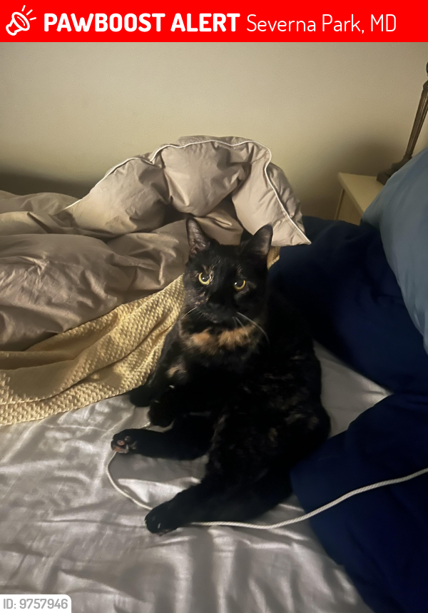 Lost Female Cat last seen Sheffield rd and maryleborn rd , Severna Park, MD 21146