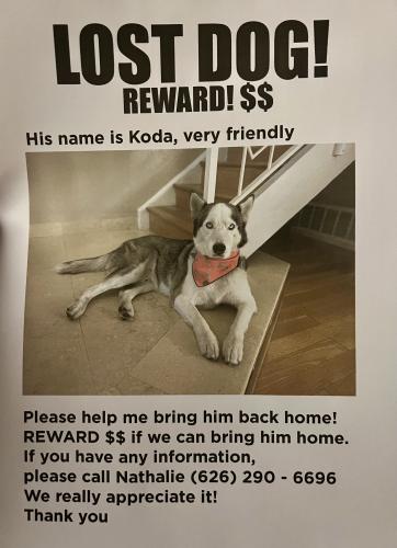 Lost Male Dog last seen 4th and Chicago st, Boyle Heights, Los Angeles, CA 90033