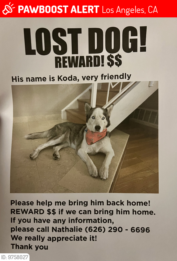 Lost Male Dog last seen 4th and Chicago st, Boyle Heights, Los Angeles, CA 90033