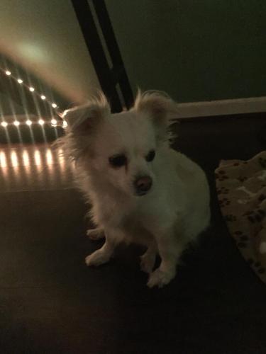 Lost Female Dog last seen 8th ave and Horne , Mesa, AZ 85204
