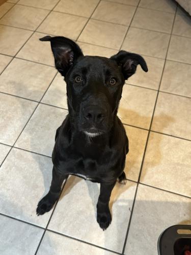 Lost Male Dog last seen Pembroke rd and nw 24th ave , Hollywood, FL 33020