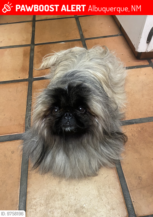 Lost Male Dog last seen Tramway and Candelaria , Albuquerque, NM 87111