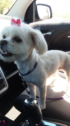 Lost Female Dog last seen MLK and North ave, Milwaukee, WI 53212