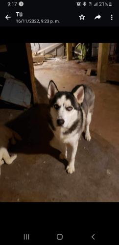 Lost Male Dog last seen Near s halsted, Chicago, IL 60621