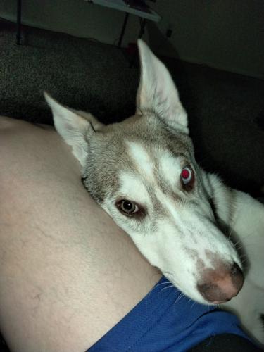 Lost Female Dog last seen Gibson and San Mateo , Albuquerque, NM 87108