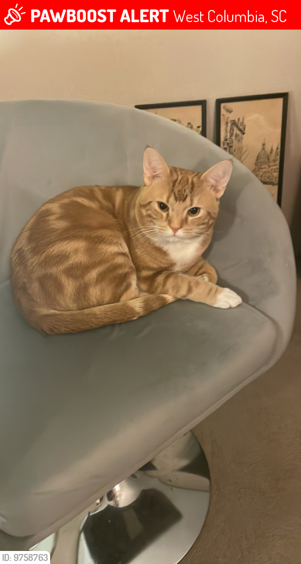 Lost Male Cat last seen Near and greenwood dr , West Columbia, SC 29170