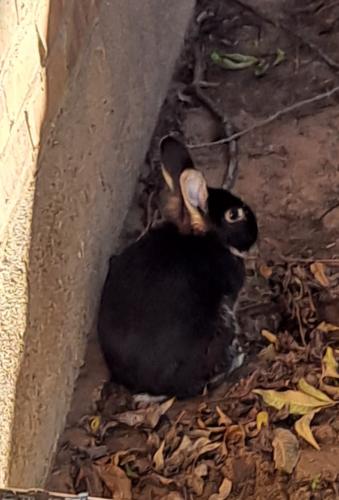 Found/Stray Unknown Rabbit last seen Vineyard Drive Arlington Texas, Arlington, TX 76015