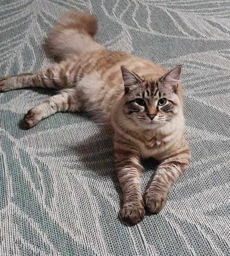 Lost Male Cat last seen Rees place, Wannanup, WA 6210