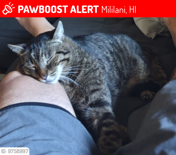 Lost Male Cat last seen Naholoholo St, Kaelo Place, Waena Park, Mililani Town, Mililani, HI 96789