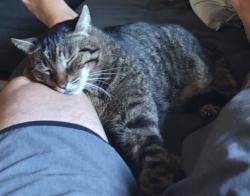 Lost Male Cat last seen Naholoholo St, Kaelo Place, Waena Park, Mililani Town, Mililani, HI 96789