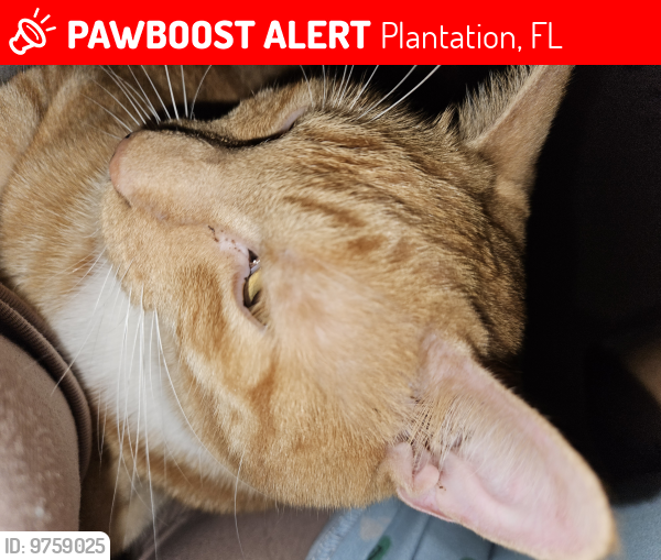 Lost Male Cat last seen University Dr, Plantation, FL 33324