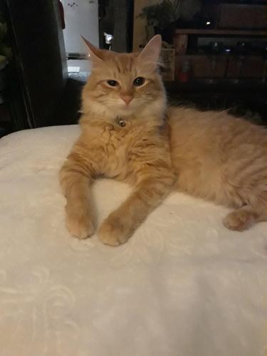 Lost Female Cat last seen Essex  ave and north marlyn ave, Dundalk, MD 21222