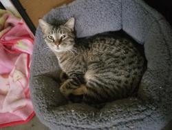 Lost Male Cat last seen S. Buffalo and Richmar, Enterprise, NV 89178