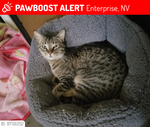 Lost Male Cat last seen S. Buffalo and Richmar, Enterprise, NV 89178