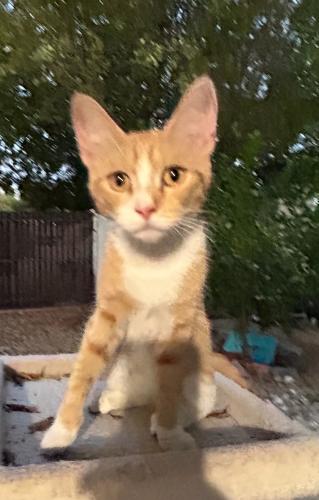 Lost Female Cat last seen 14th Place and Kristal, Phoenix, AZ 85024