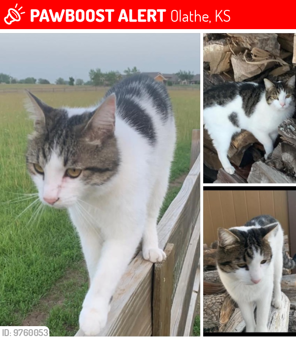 Lost Female Cat last seen 127th and hmstd , Olathe, KS 66061