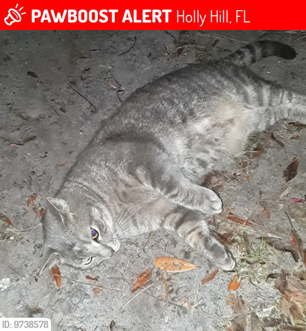 Lost Male Cat last seen nova and lpga (10th and nova), Holly Hill, FL 32117