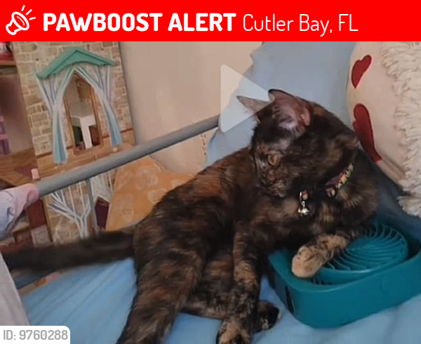 Lost Female Cat last seen Old cutler and frajo, Cutler Bay, FL 33189