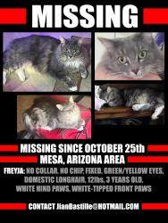 Lost Female Cat last seen Mesa, Arizona, Mesa, AZ 85210