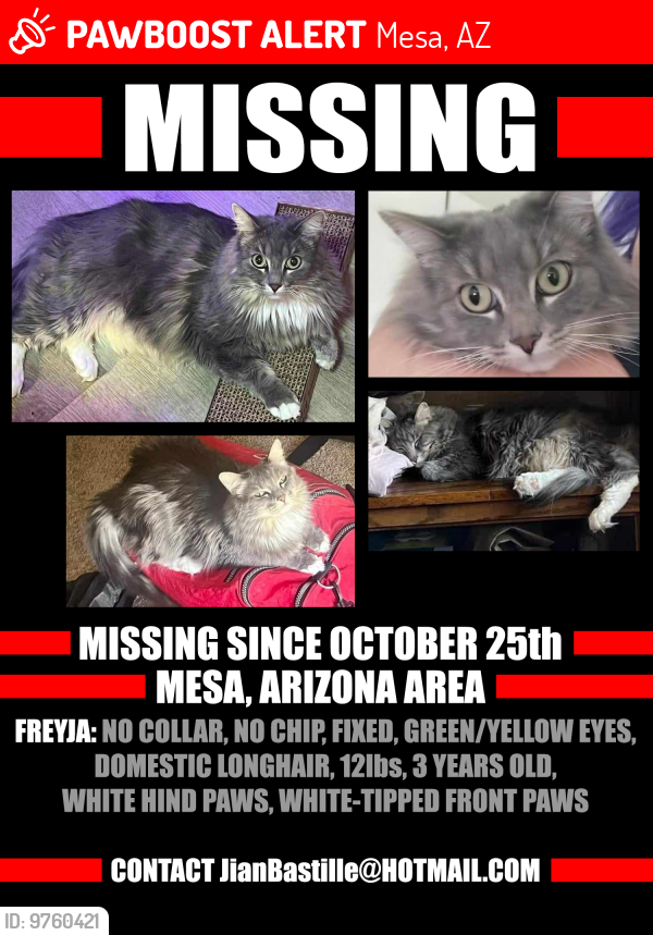 Lost Female Cat last seen Mesa, Arizona, Mesa, AZ 85210
