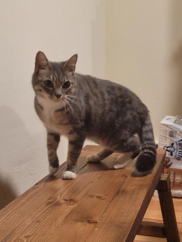 Found/Stray Unknown Cat last seen Just south of the Clarendon Metro, Arlington, VA 22201
