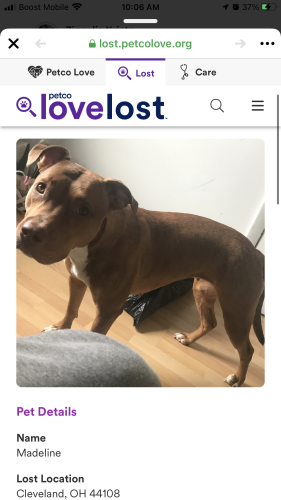 Lost Female Dog last seen By riteaid 105 and st Clair and lake view and st Clair , Cleveland, OH 44108