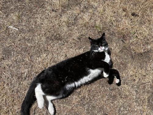 Lost Male Cat last seen W Henni  rd and Cerullo Dr, Oak Harbor, WA 98277