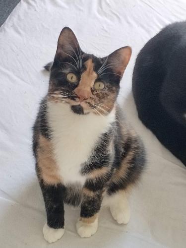 Lost Female Cat last seen E mountain st and w. Boylston , Worcester, MA 01606