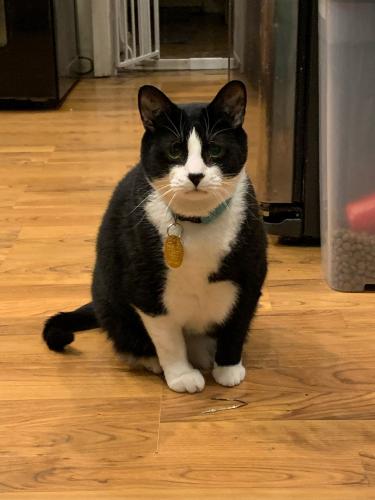 Lost Male Cat last seen Near glengyle Ave, Baltimore, MD 21215