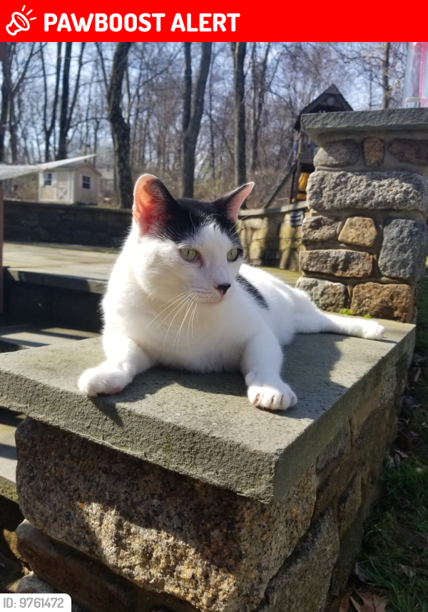 Lost Male Cat last seen Woodside drive and West Hill Road, Lebanon Township, NJ 08826
