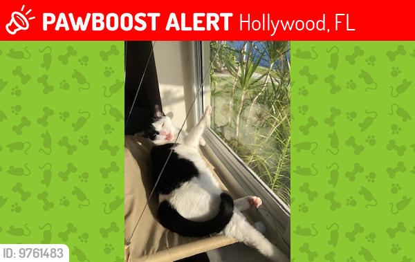 Lost Female Cat last seen Sheridan , Hollywood, FL 33021